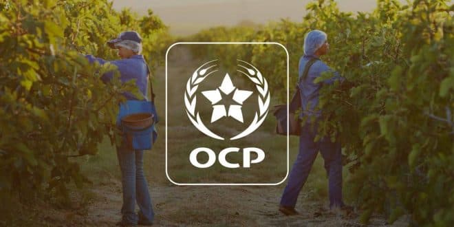 OCP Returns to Full Fertilizer Production, Turns Global Sulfur Crisis into Strategic Opportunity